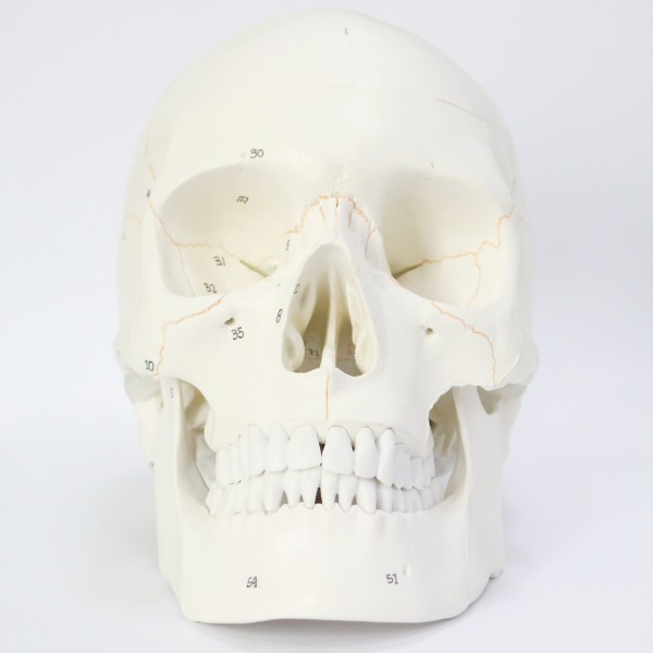 Human Skull Model for Anatomy, Life Size Numbered Medical Anatomical Adult Male Plastic Skull 2