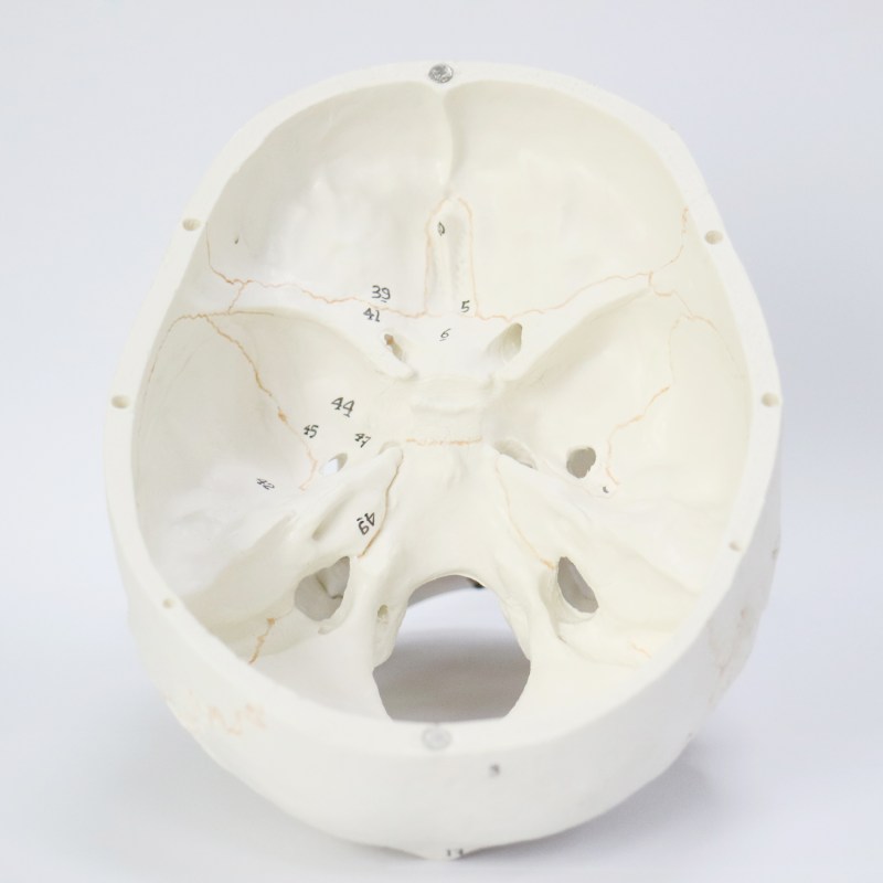 Human Skull Model for Anatomy, Life Size Numbered Medical Anatomical Adult Male Plastic Skull 3