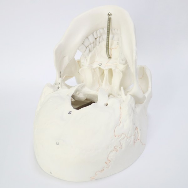 Human Skull Model for Anatomy, Life Size Numbered Medical Anatomical Adult Male Plastic Skull 4