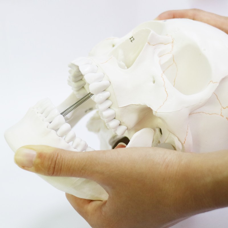 Human Skull Model for Anatomy, Life Size Numbered Medical Anatomical Adult Male Plastic Skull 6