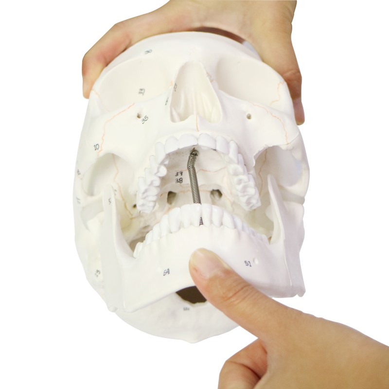 Human Skull Model for Anatomy, Life Size Numbered Medical Anatomical Adult Male Plastic Skull 7