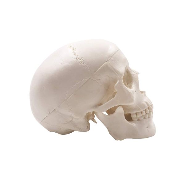 Mini Human Skull Model, Palm-Sized Desktop Skull 3.9 x 2.7 x 3.1 Inch with Removable Cap and Jaw Moveable 4